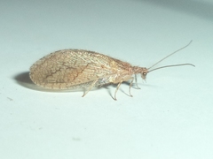 Hemerobiidae