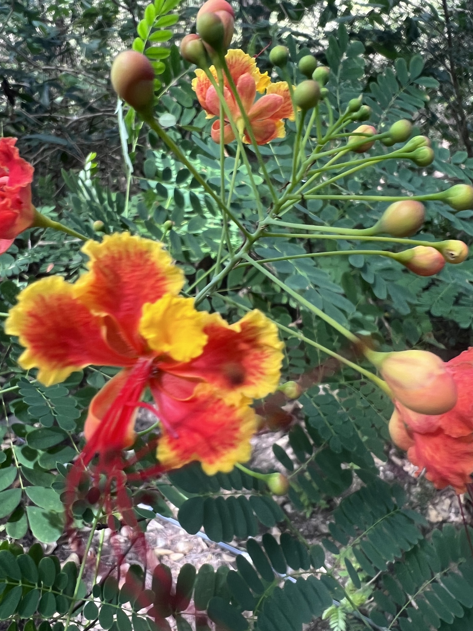 Imagem de Flamboyant-de-jardim