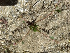 Calyptridium arizonicum