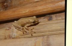 Hyperolius viridiflavus