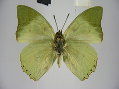 Charaxes schiltzei