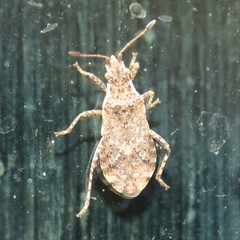 Aufeius impressicollis