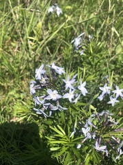 Amsonia ciliata