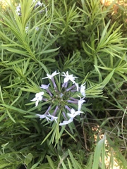 Amsonia ciliata