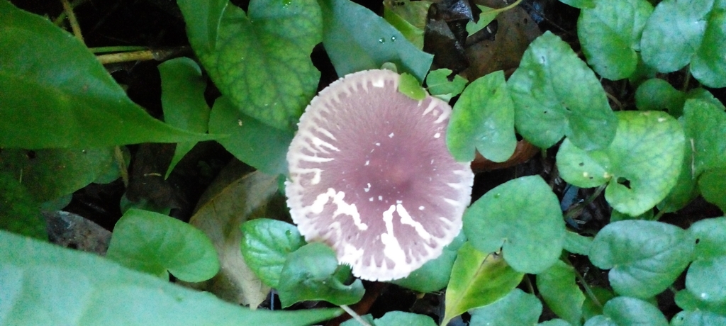 Leucocoprinus lilaceus · December 2023 · photo: © abrub (iNaturalist, cc-by-nc)