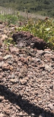 Podarcis siculus