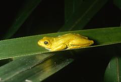 Hyperolius viridiflavus