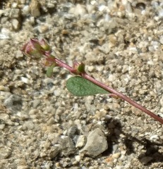 Calyptridium arizonicum