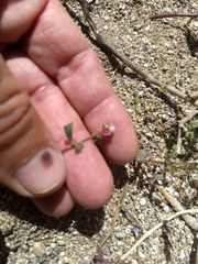 Calyptridium arizonicum