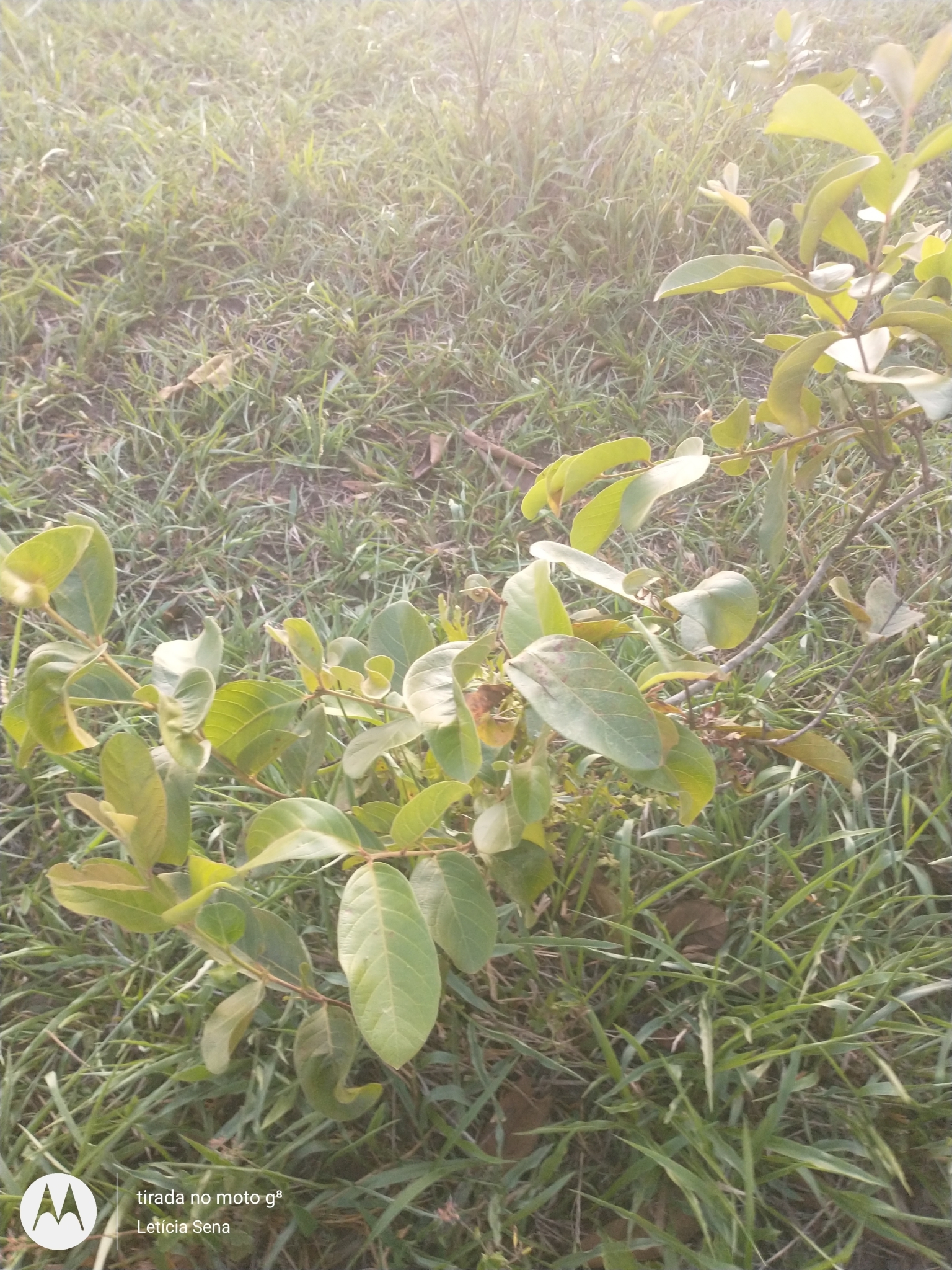 Imagem de Araçá-do-campo
