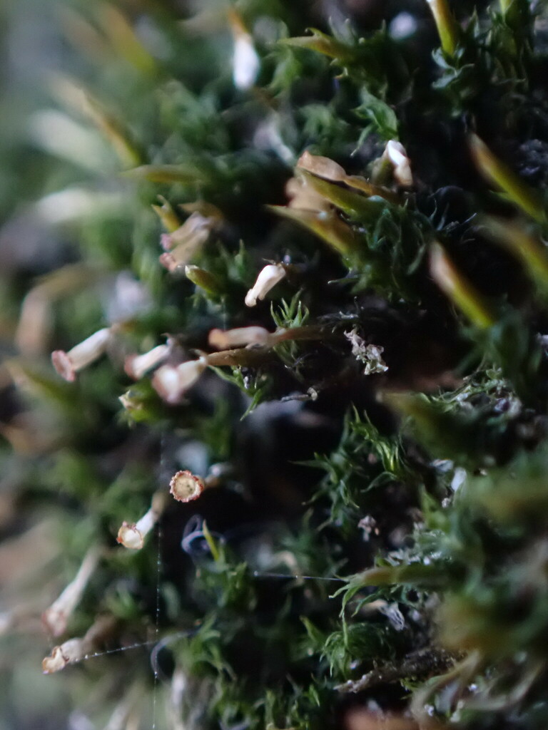 Glyphomitrium