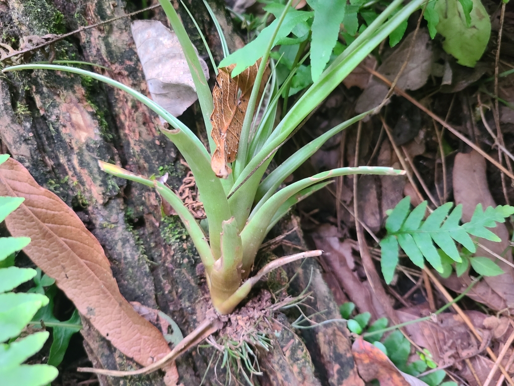 Tillandsia parryi; photograph (c) Alberto Alcalá, some rights reserved (CC BY)