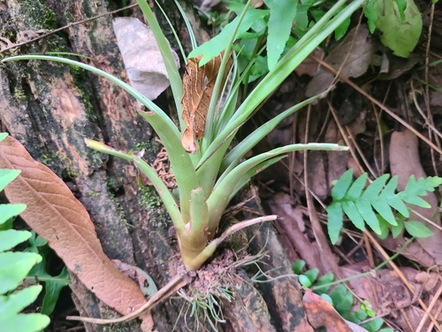 Tillandsia parryi, photograph 6