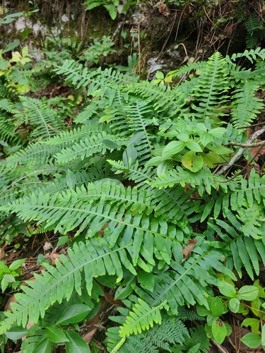 Polypodium plesiosorum, photograph 2