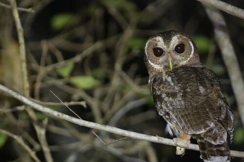 Mottled Owl (Strix virgata), a species recorded in Texas