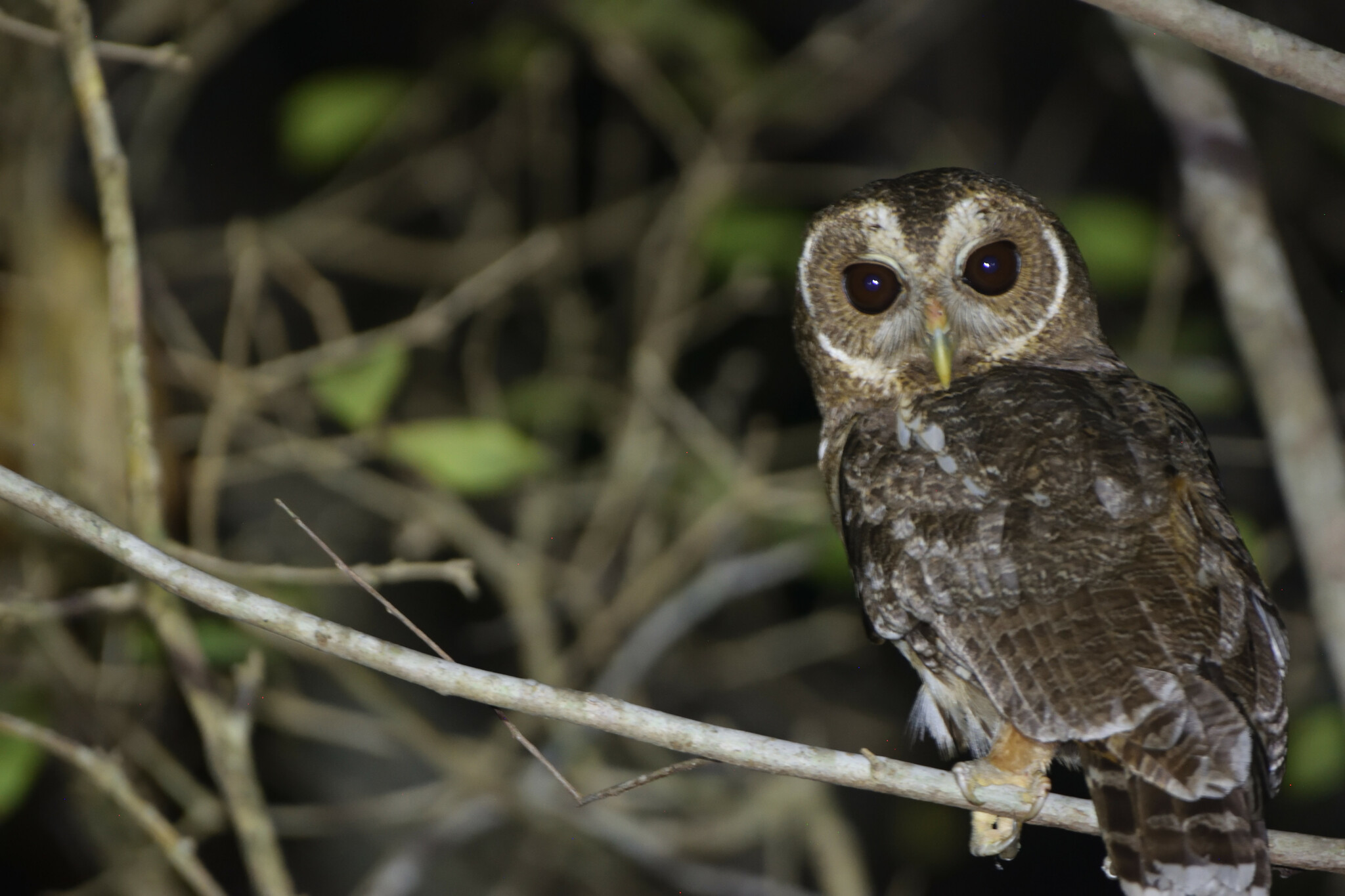 Mottled Owl (Strix virgata)
