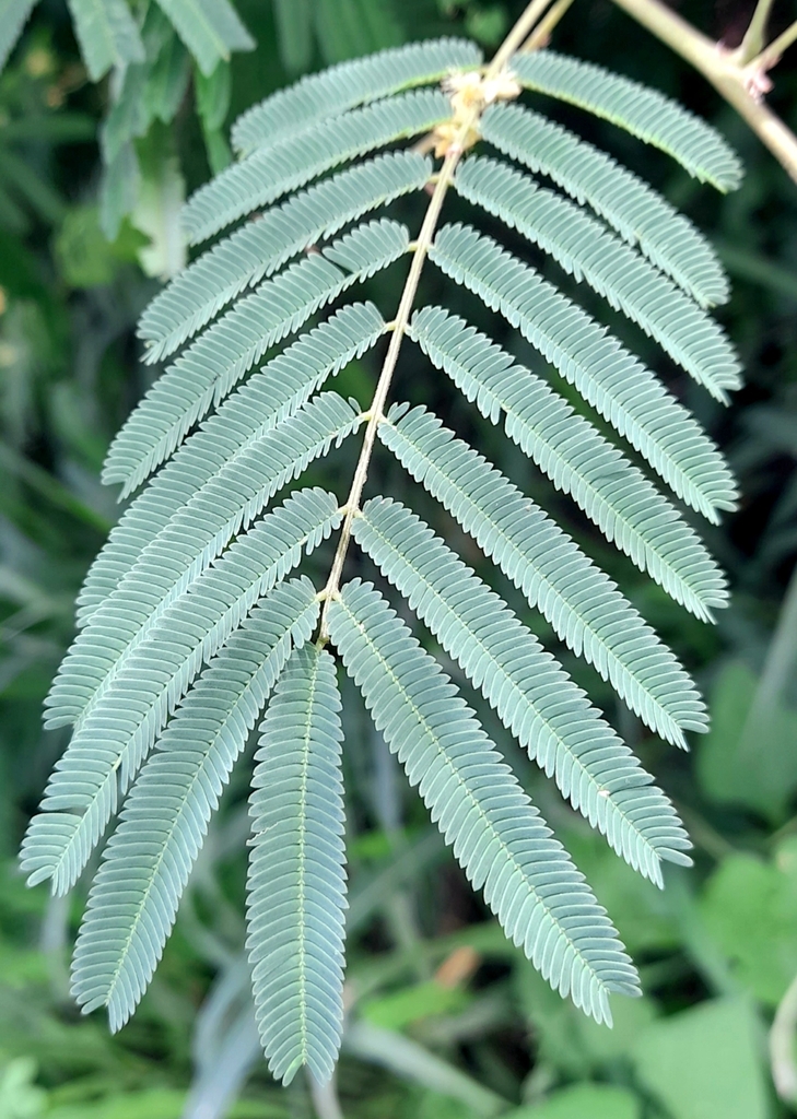 Senegalia tucumanensis