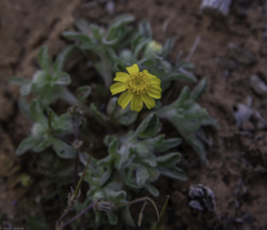 Eriophyllum wallacei
