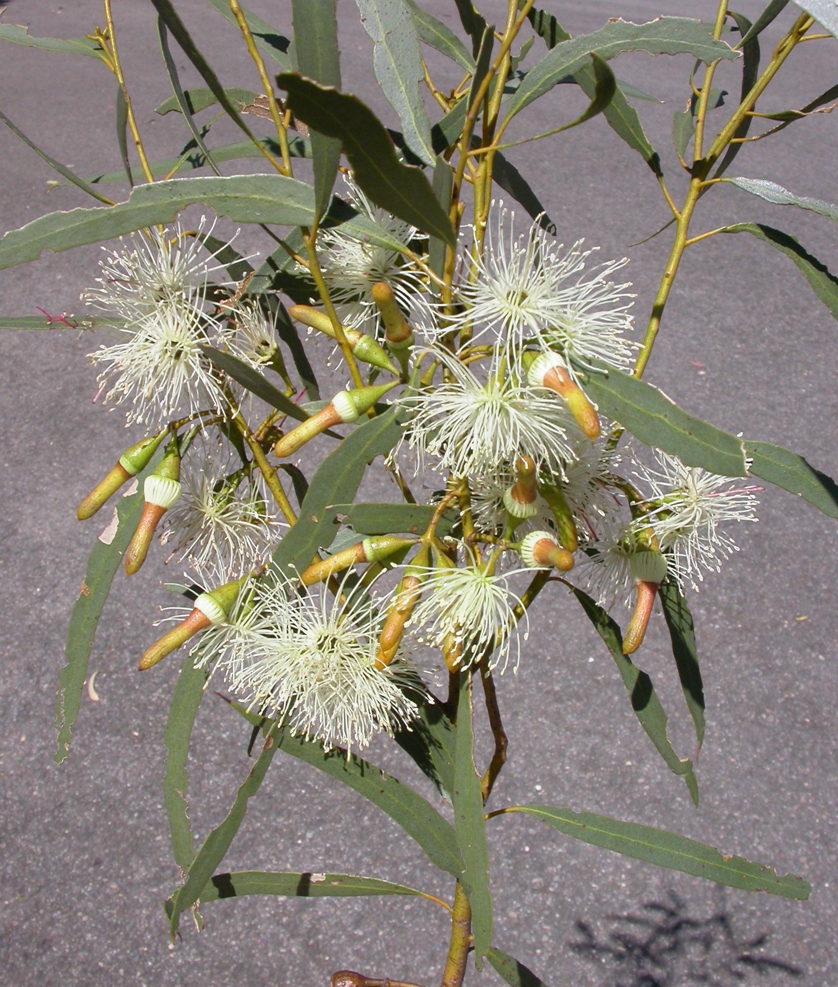 Eucalyptus sargentii