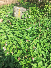Symphytum asperum