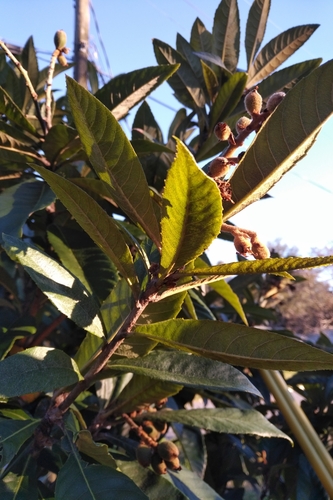 Foto de Ameixinha amarela