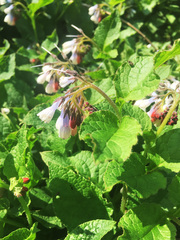 Symphytum asperum