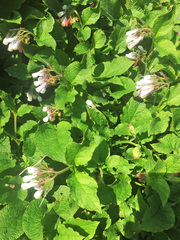 Symphytum asperum