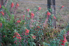 Lobelia laxiflora image