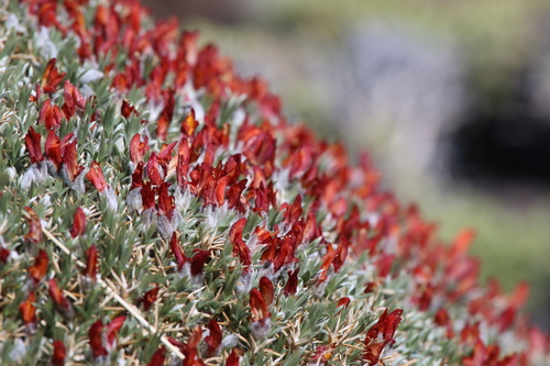 Image of Anarthrophyllum desideratum by (c) Matias Cabezas, some rights reserved (CC BY)