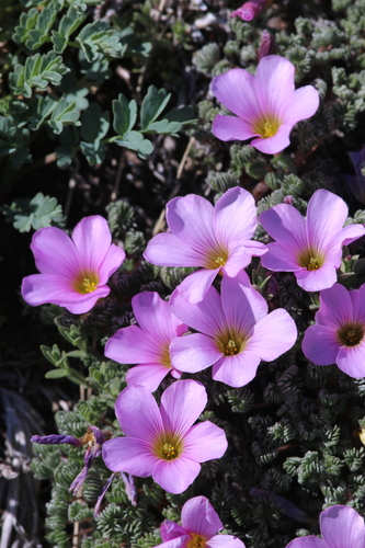 Image of Oxalis enneaphylla by (c) Matias Cabezas, some rights reserved (CC BY)