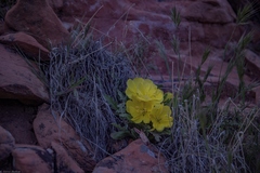 Oenothera primiveris