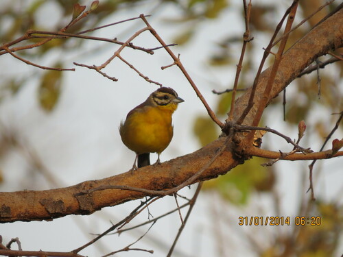 iNaturalist image
