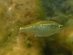 Ohrid Spirlin photo 1