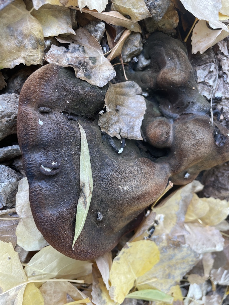 mushrooms-bracket-fungi-puffballs-and-allies-from-scottsdale