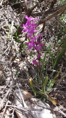 Orchis anatolica