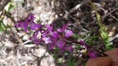 Orchis anatolica