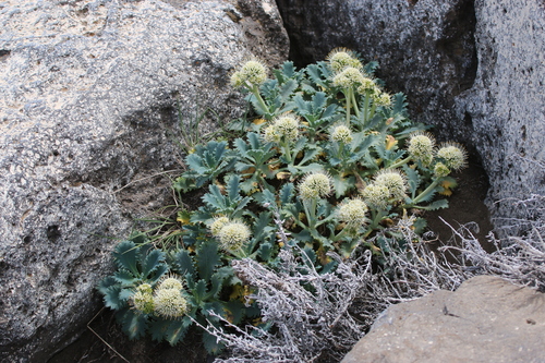 Moschopsis ameghinoi (Moschopsis ameghinoi)