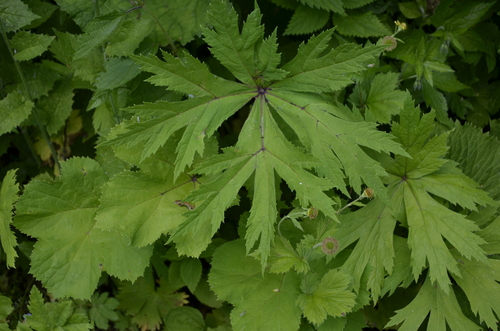 Heracleum aconitifolium