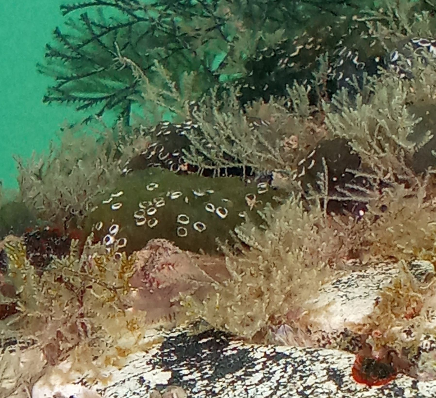 Distaplia bermudensis Van Name, 1902