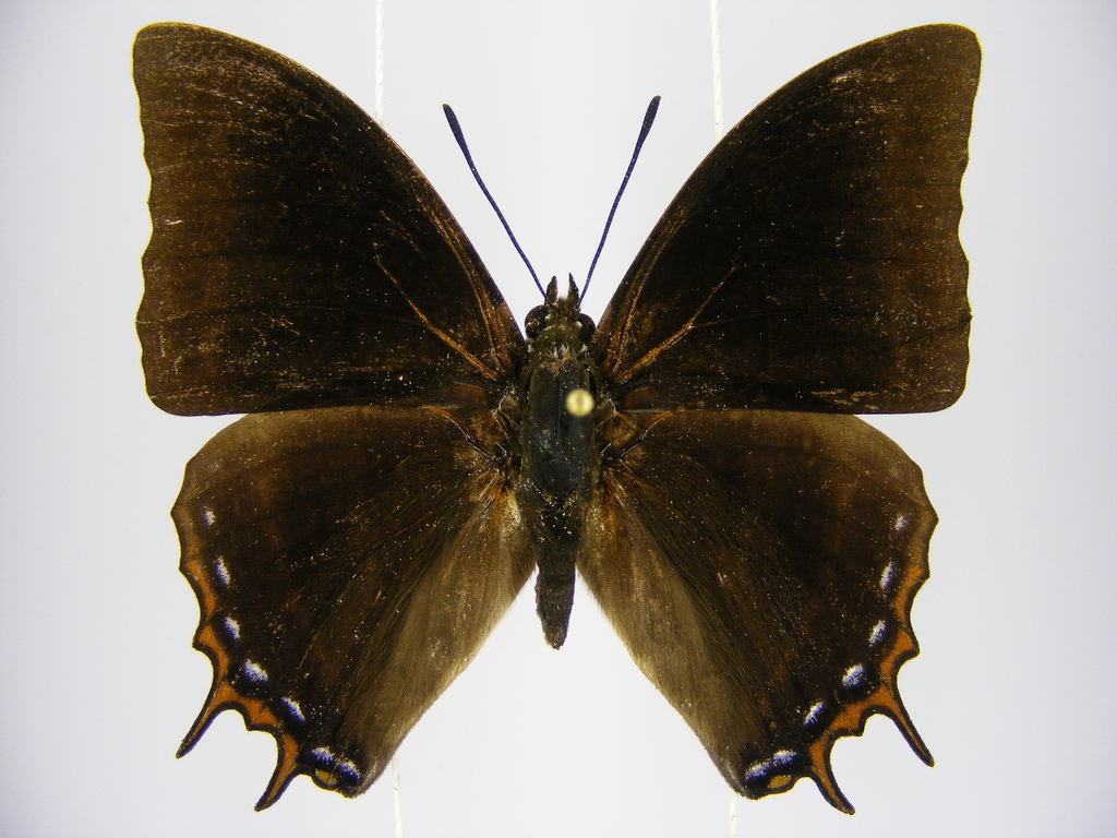 Alpine Striped Prince