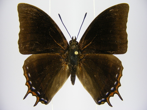 Charaxes opinatus