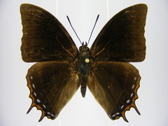 Charaxes opinatus