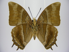Charaxes opinatus