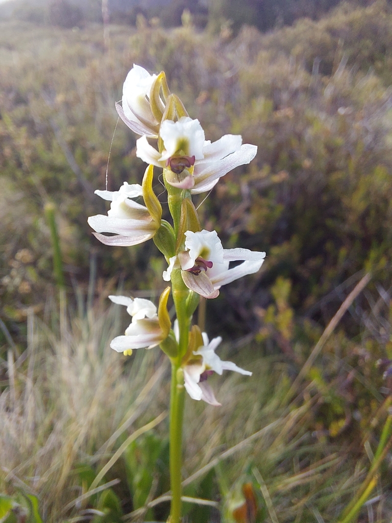 Prasophyllum mimulum