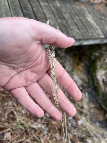 Greeneochloa coarctata, photograph 4