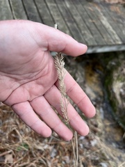 Greeneochloa coarctata, photograph Scott Cave, CC BY, iNaturalist via GBIF