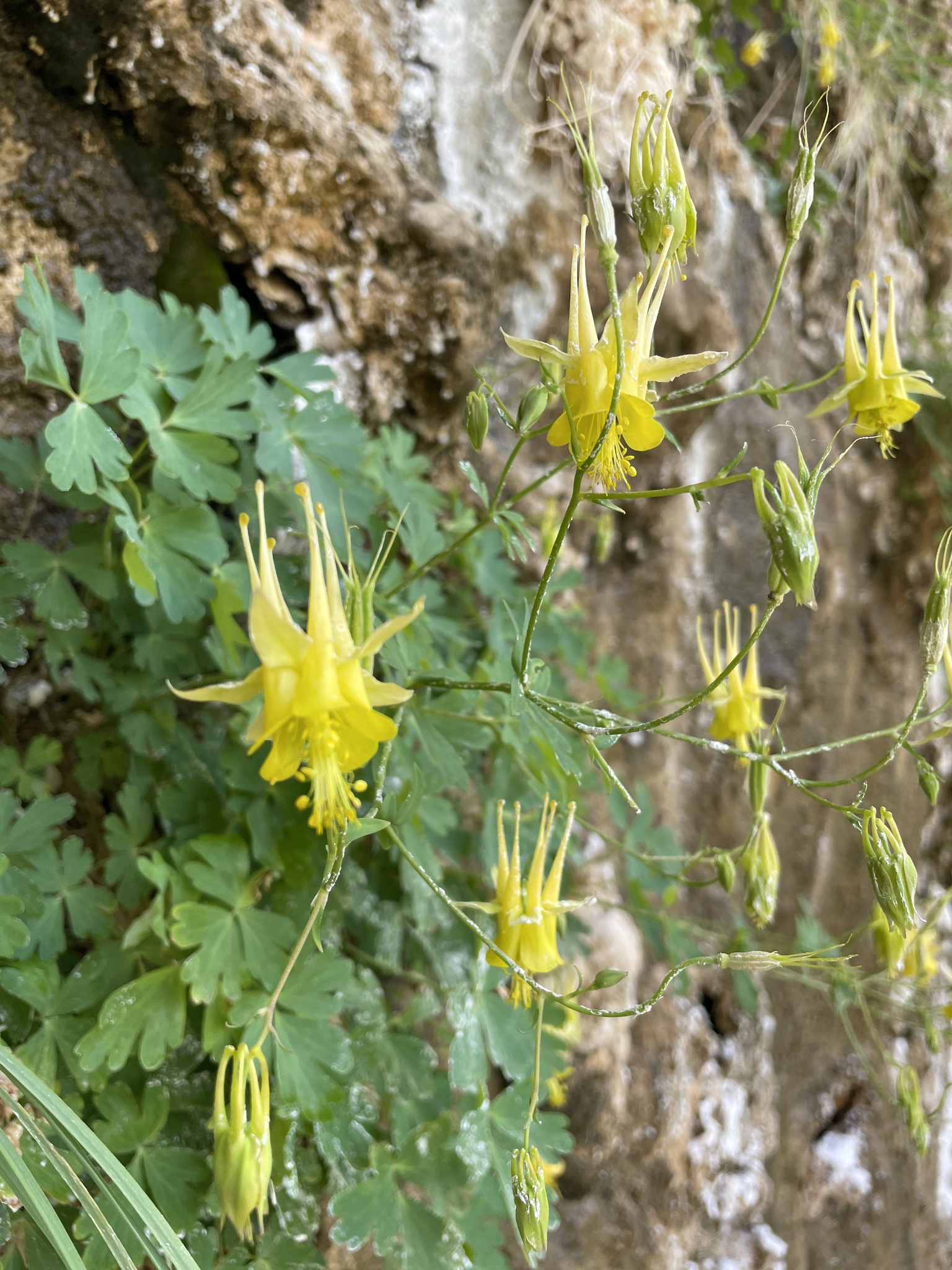 Aquilegia desolaticola
