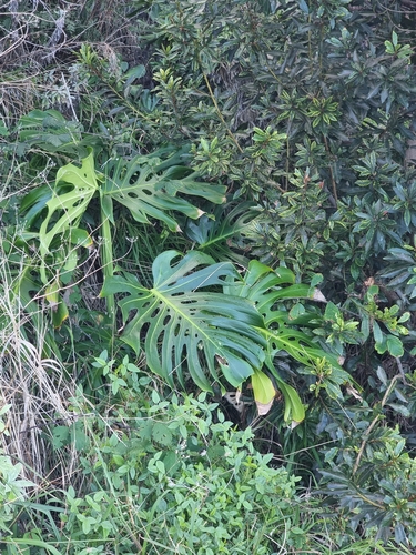 Foto de Costela-de-adão