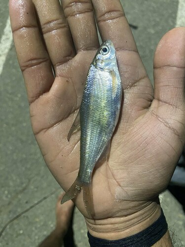 Blackbrow bleak (Acanthobrama microlepis) — Cyprinidae — 5
