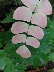 Adiantum macrophyllum image